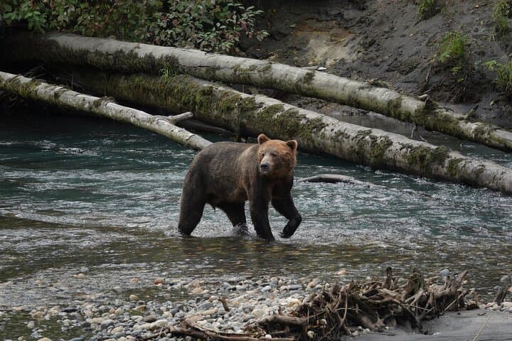 Toba Inlet Grizzly Bear Tour from Campbell River — Full-Day Wildlife Expedition photo 3