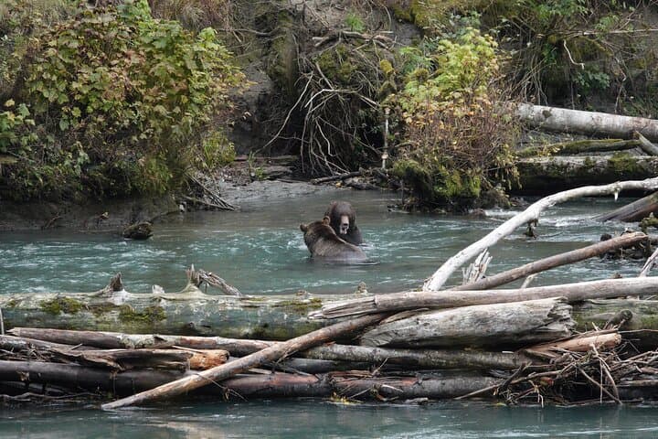 Toba Inlet Grizzly Bear Tour from Campbell River — Full-Day Wildlife Expedition photo 6