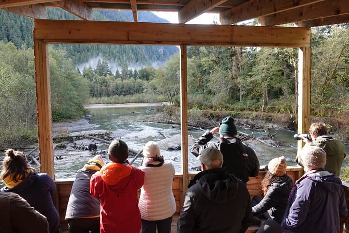 Toba Inlet Grizzly Bear Tour from Campbell River — Full-Day Wildlife Expedition photo 5