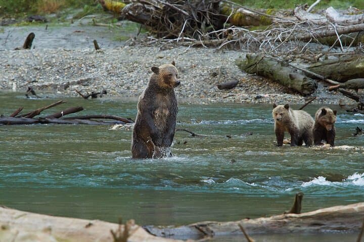 Toba Inlet Grizzly Bear Tour from Campbell River — Full-Day Wildlife Expedition