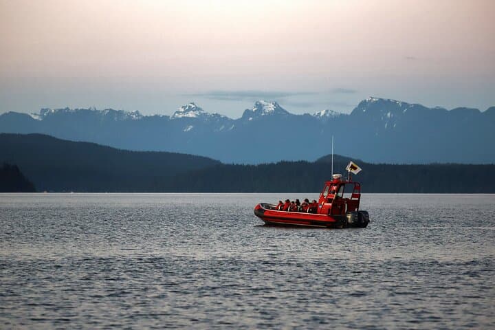 Zodiac Whale and Wildlife Tour from Campbell River: 4-Hour Salish Sea Adventure