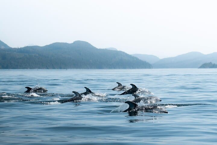 Zodiac Whale and Wildlife Tour from Campbell River — 6-Hour Coastal Adventure photo 4