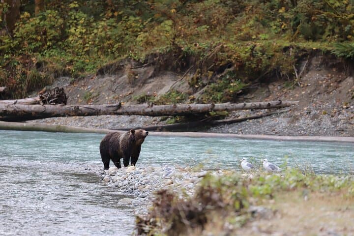 Bute Inlet Grizzly-Watching: Full-Day Boat Tour from Campbell River photo 3