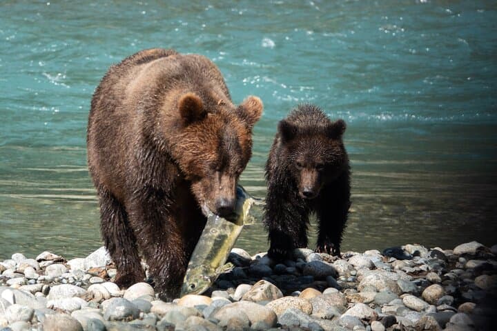 Bute Inlet Grizzly-Watching: Full-Day Boat Tour from Campbell River