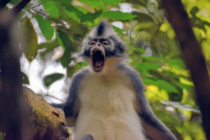 5-Day North Sumatra Jungle Trek & Mount Sibayak Sunrise Adventure