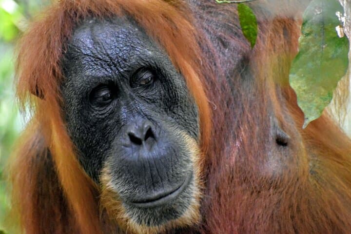 5-Day North Sumatra Jungle Trek & Mount Sibayak Sunrise Adventure photo 4