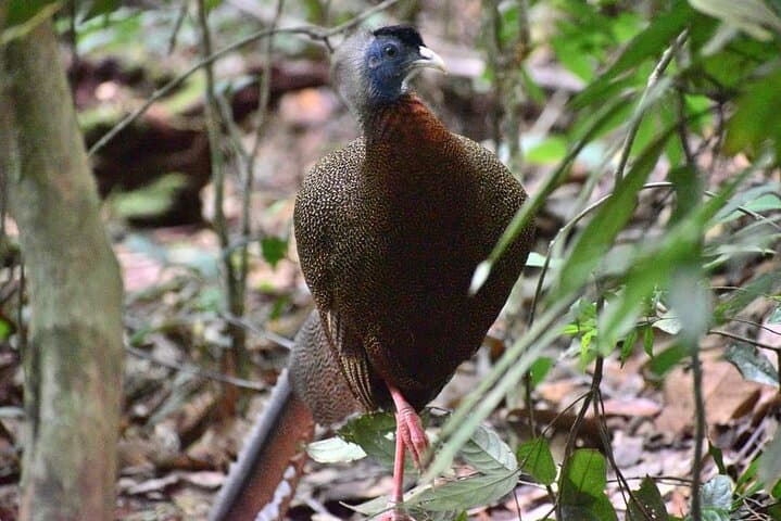 5-Day North Sumatra Jungle Trek & Mount Sibayak Sunrise Adventure photo 6