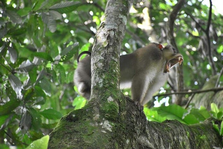 5-Day North Sumatra Jungle Trek & Mount Sibayak Sunrise Adventure photo 3