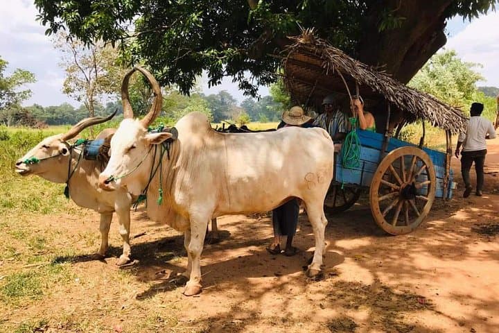 Private Day Trip: Sigiriya Lion Rock, Dambulla Cave Temple & Minneriya Safari photo 4