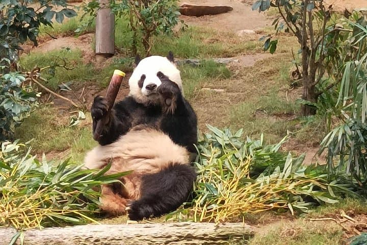 Ocean Park Hong Kong Full-Day Tour from Kowloon – Aquarium, Rides & Rainforest photo 1