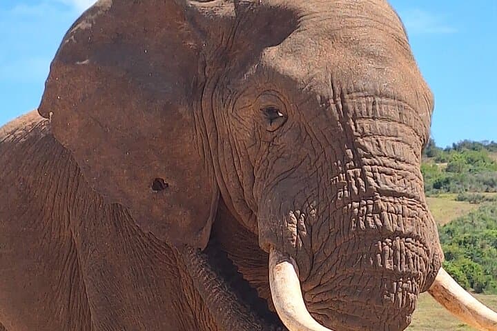 Addo Elephant National Park Day Safari from Port Elizabeth — Guided Wildlife Viewing & Snacks