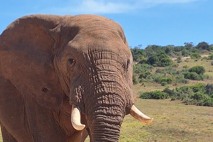 Addo Elephant National Park Day Safari from Port Elizabeth — Guided Wildlife Viewing & Snacks photo 2