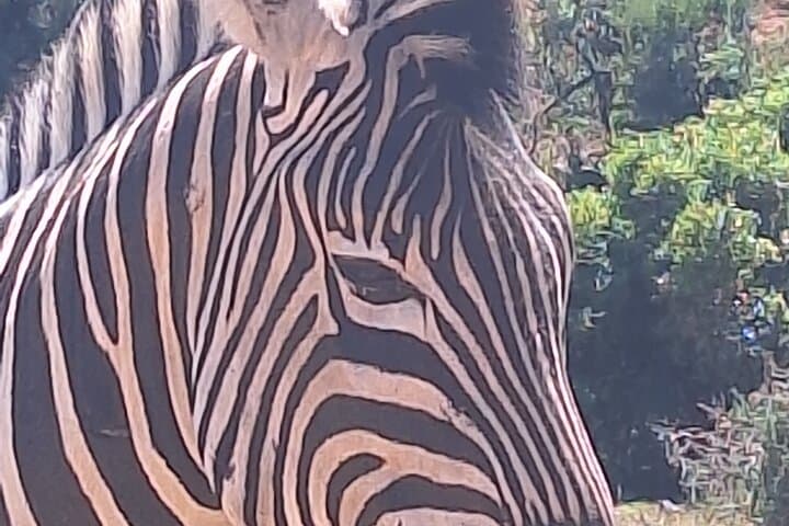 Addo Elephant National Park Day Safari from Port Elizabeth — Guided Wildlife Viewing & Snacks photo 3