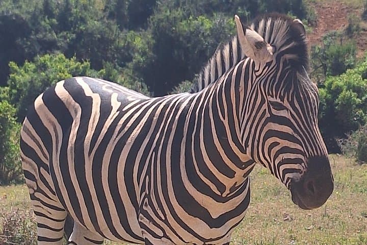 Addo Elephant National Park Day Safari from Port Elizabeth — Guided Wildlife Viewing & Snacks photo 4