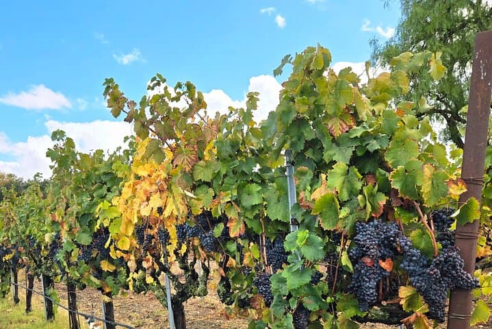 Sideways Movie Wine Trail — Self-Guided Driving Tour in Santa Ynez Valley photo 3