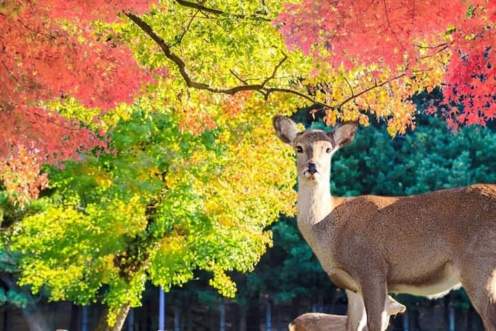7-Day Private Japan Highlights: Tokyo to Kyoto, Mt. Fuji and Beyond