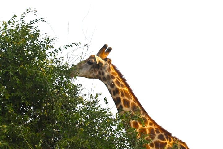 11-Day Hwange to Okavango Safari: Victoria Falls, Chobe & Makgadikgadi Adventure photo 4