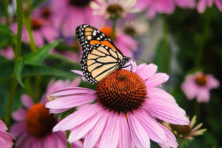 Dubai Miracle Garden, Butterfly Garden & Global Village: Complete Visitor Guide photo 4