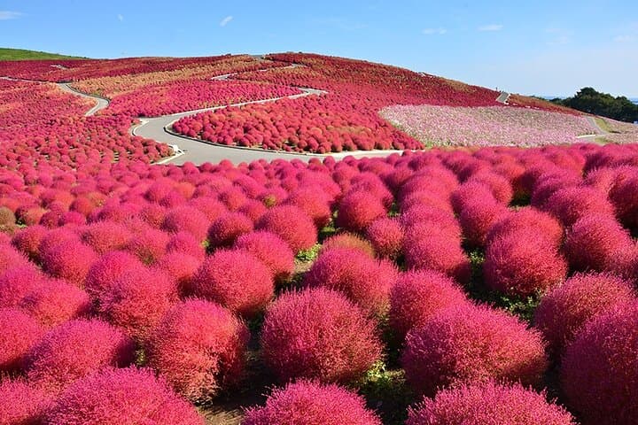 Private 2-Day Nikko Onsen and Ibaraki Coastal Tour from Tokyo: Toshogu, Kegon Falls & Hitachi Flowers