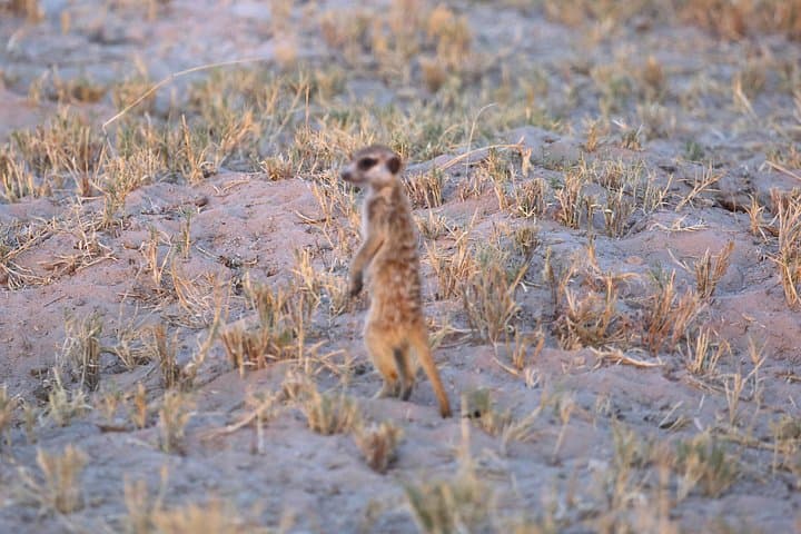 9-Day Victoria Falls to Okavango Safari — Chobe, Elephant Sands & Makgadikgadi photo 4