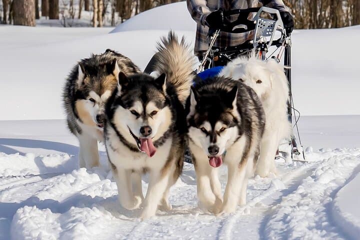 Drive a Husky Team in Rovaniemi: 6–10 km Self-Drive Safari with BBQ photo 5