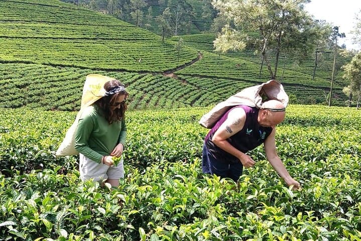 Nuwara Eliya Tea Factory Tours & Ramboda Waterfalls Day Trip photo 3