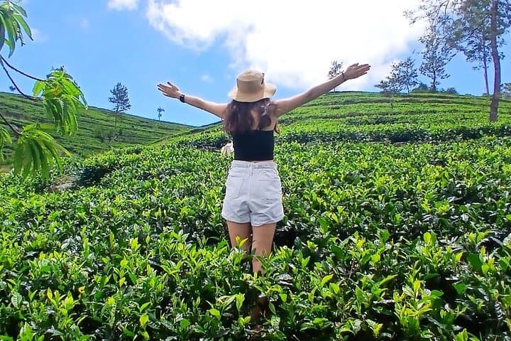 Nuwara Eliya Tea Factory Tours & Ramboda Waterfalls Day Trip photo 2
