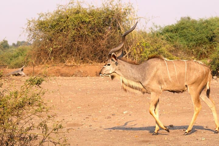 11-Day Hwange to Okavango Safari: Victoria Falls, Chobe & Makgadikgadi Adventure