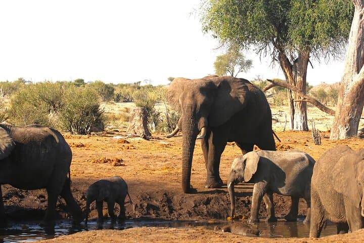 11-Day Hwange to Okavango Safari: Victoria Falls, Chobe & Makgadikgadi Adventure photo 3