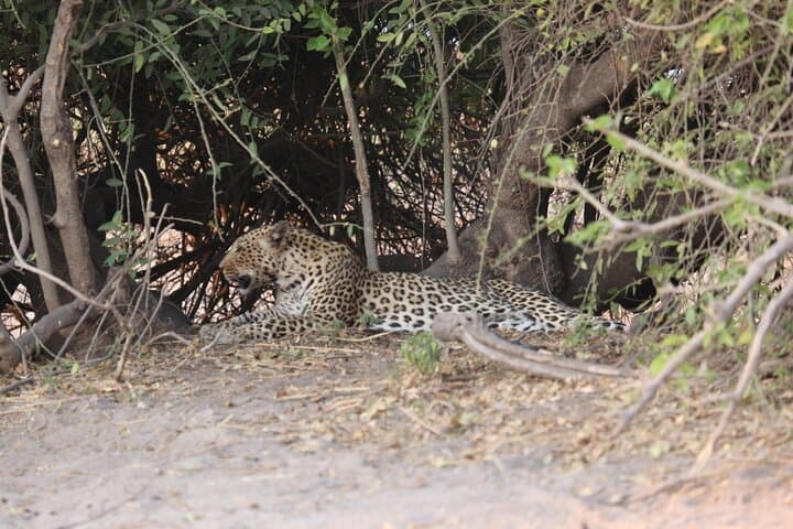 11-Day Hwange to Okavango Safari: Victoria Falls, Chobe & Makgadikgadi Adventure photo 5