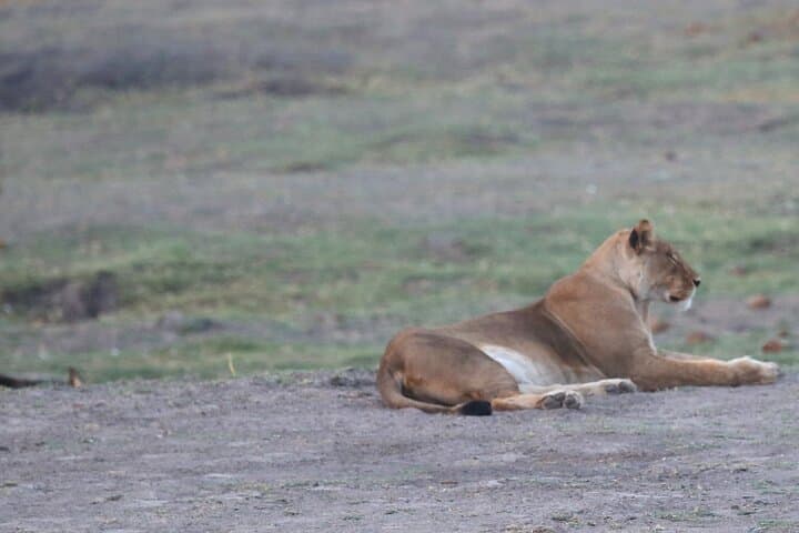 11-Day Hwange to Okavango Safari: Victoria Falls, Chobe & Makgadikgadi Adventure photo 6