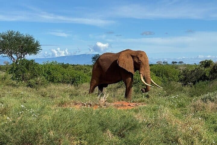 2-Day Tsavo East Safari and Salt Lick Taita Hills Lodge Experience photo 1