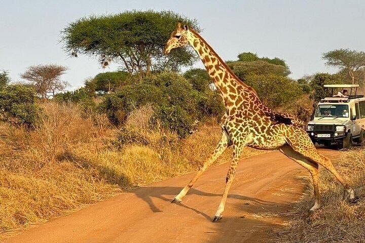 2-Day Tsavo East Safari and Salt Lick Taita Hills Lodge Experience photo 3