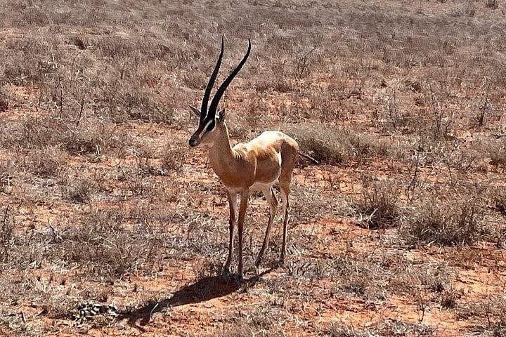 2-Day Tsavo East Safari and Salt Lick Taita Hills Lodge Experience photo 4