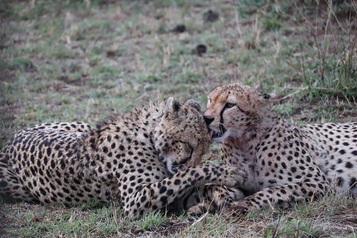 4-Day Tsavo East, Amboseli and Taita Hills Safari Escapade photo 3