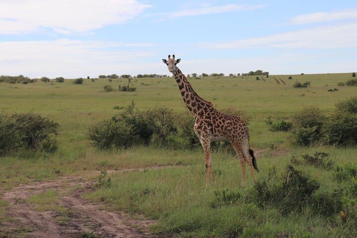 4-Day Tsavo East, Amboseli and Taita Hills Safari Escapade photo 2