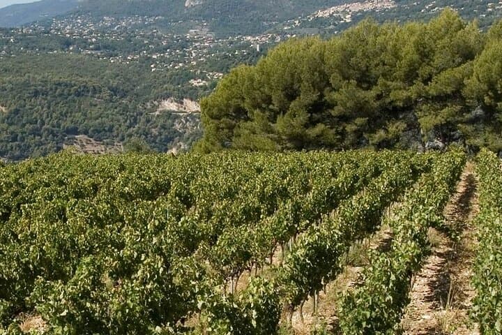 E‑bike Tour of the Bellet Vineyards from Nice — Bike the AOC Bellet and Wine Tasting photo 3