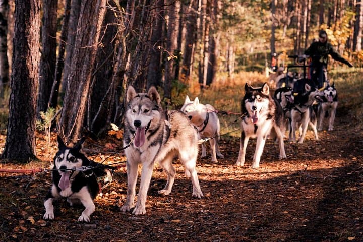 Drive Your Own Husky Team in Rovaniemi: Autumn Husky Safari & BBQ photo 2