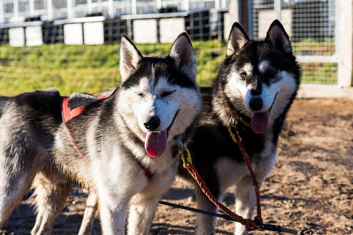 Drive Your Own Husky Team in Rovaniemi: Autumn Husky Safari & BBQ photo 1