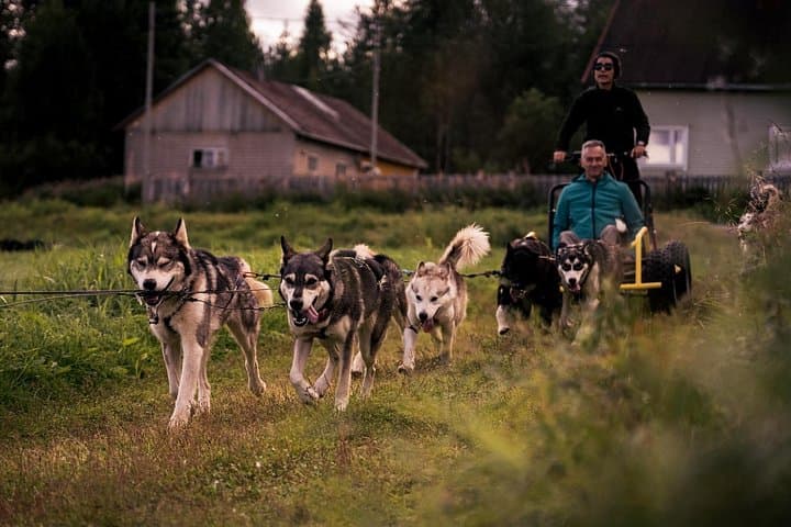 Drive Your Own Husky Team in Rovaniemi: Autumn Husky Safari & BBQ photo 3