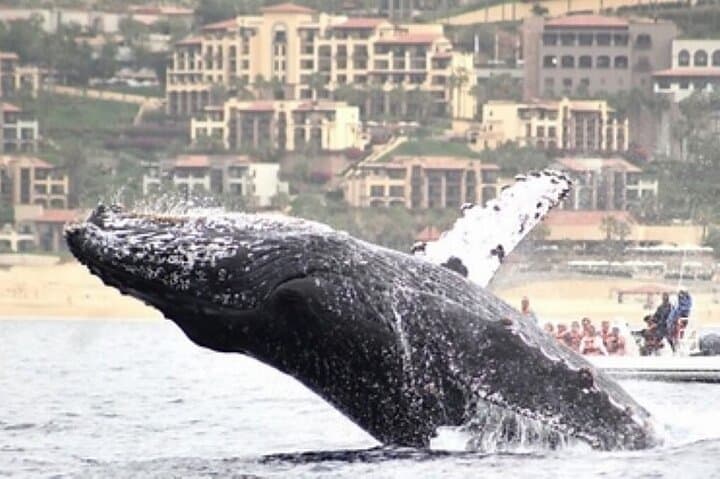 Cabo San Lucas Hydrophone Whale Watching — Hear and See Whales Off Land's End photo 5