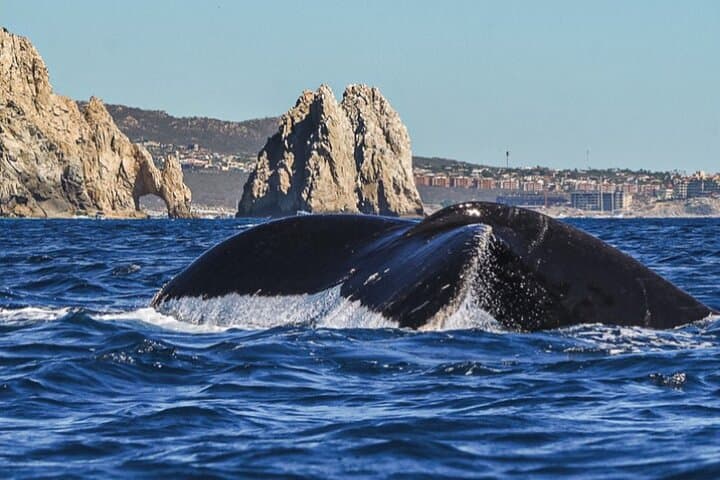 Cabo San Lucas Hydrophone Whale Watching — Hear and See Whales Off Land's End photo 3