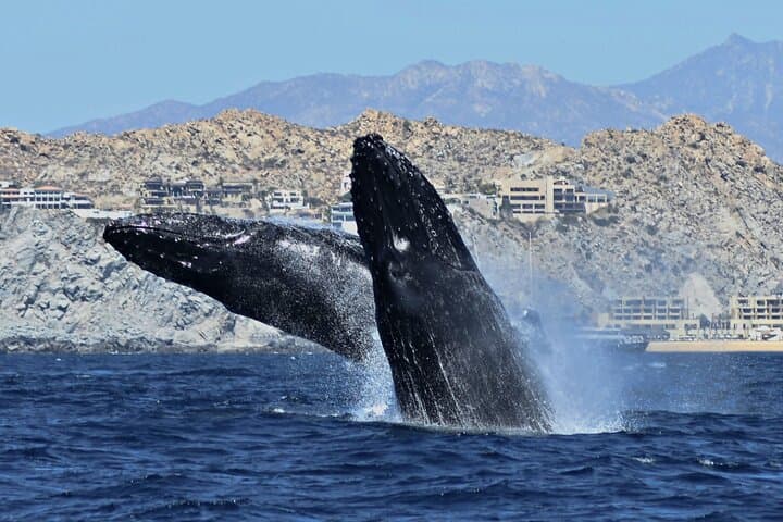 Cabo San Lucas Hydrophone Whale Watching — Hear and See Whales Off Land's End