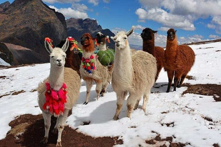 Cusco to Rainbow Mountain: Full-Day Trek to Vinicunca and Red Valley photo 3