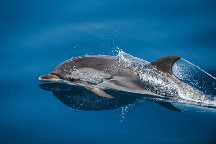 Sunset Dolphin Watching Cruise in Gran Canaria — Small-Group Eco Tour photo 5