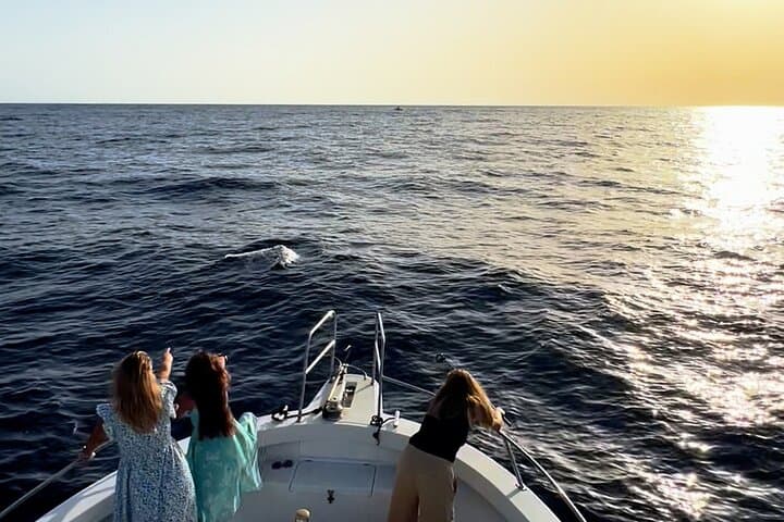 Sunset Dolphin Watching Cruise in Gran Canaria — Small-Group Eco Tour