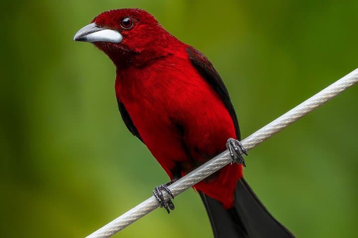 Birding and Breakfast in Albrook: Garden Wildlife Tour with a Local Naturalist