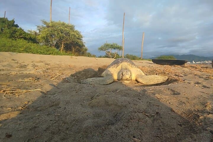 Sunset Sea Turtle Release — Conservation in Action, Puerto Vallarta photo 4