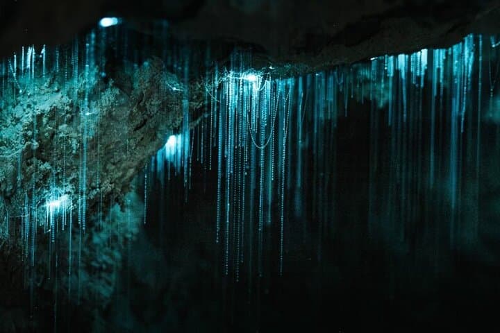 Waipu Milkyway Glowworm Cave & East Coast Day Tour from Auckland photo 2