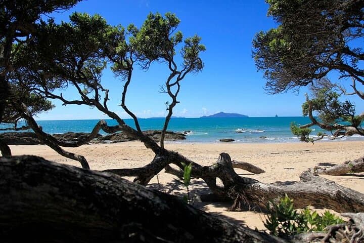 Waipu Milkyway Glowworm Cave & East Coast Day Tour from Auckland photo 5